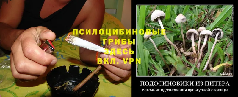 Галлюциногенные грибы Psilocybe Вихоревка